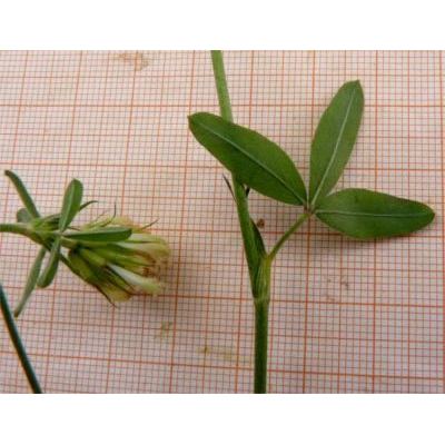 Trifolium ochroleucum Huds. 