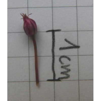 Allium amethystinum Tausch 