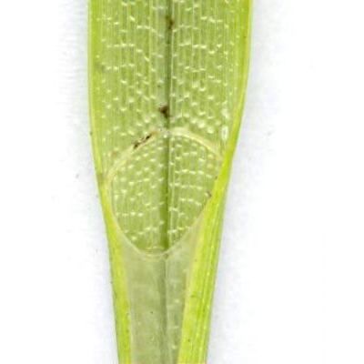 Carex riparia Curtis 