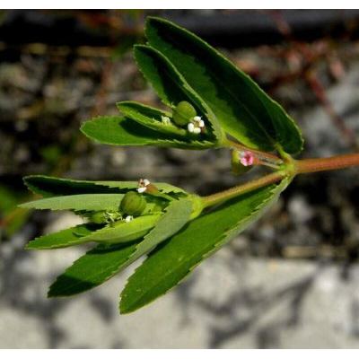 Euphorbia nutans Lag. 
