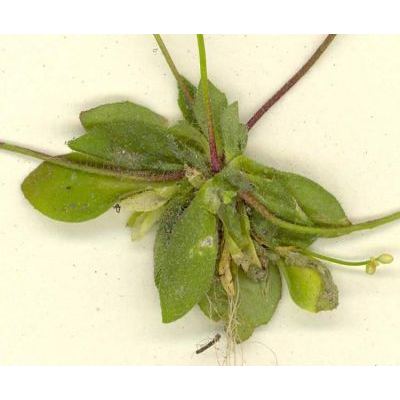 Erophila verna (L.) Chevall. subsp. verna 