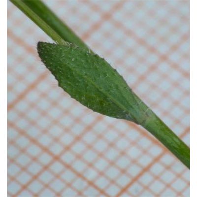 Arabidopsis thaliana (L.) Heynh. 