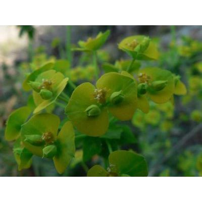 Euphorbia pithyusa L. subsp. cupanii (Guss.) A.R.Sm. 