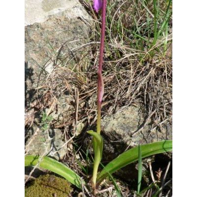 Orchis mascula (L.) L. 