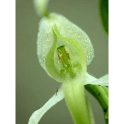 Platanthera bifolia (L.) Rich. 