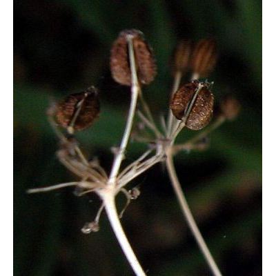 Physospermum verticillatum (Waldst. & Kit.) Vis. 