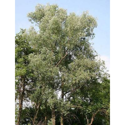 Salix alba L. 