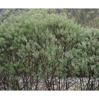 Salix eleagnos Scop. 