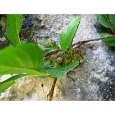 Oreoherzogia pumila (Turra) W.Vent subsp. pumila 