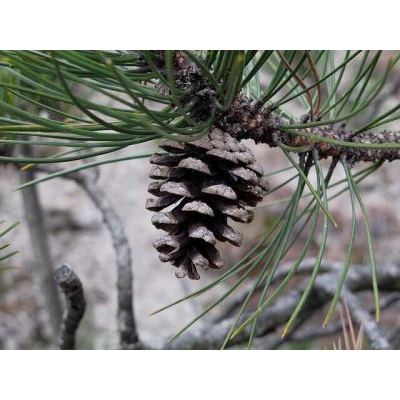 Pinus nigra J. F. Arnold 