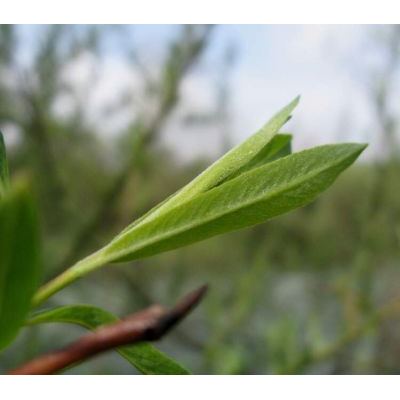 Salix purpurea L. 