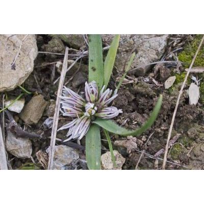 Allium chamaemoly Viv. subsp. chamaemoly 