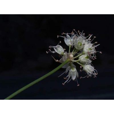 Allium ericetorum Thore 
