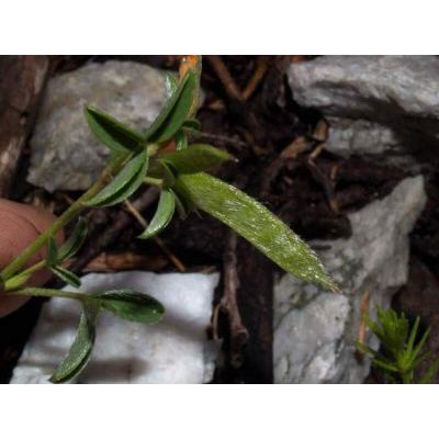 Argyrolobium zanonii (Turra) P. W. Ball subsp. zanonii 