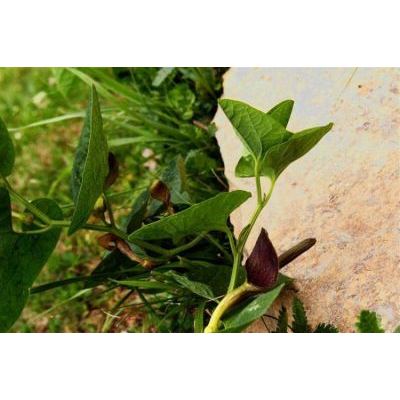 Aristolochia pallida Willd. 