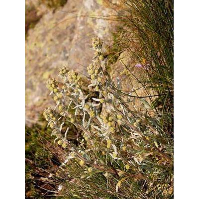 Artemisia umbelliformis subsp. eriantha (Ten.) Vallès-Xirau & Oliva Brañas 