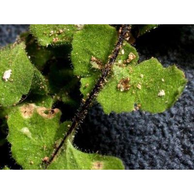 Asplenium petrarchae (Guérin) DC. subsp. petrarchae 