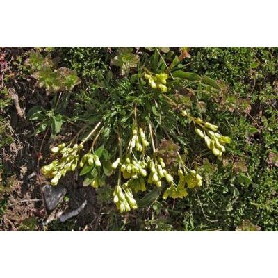 Brassica repanda (Willd.) DC. subsp. repanda 