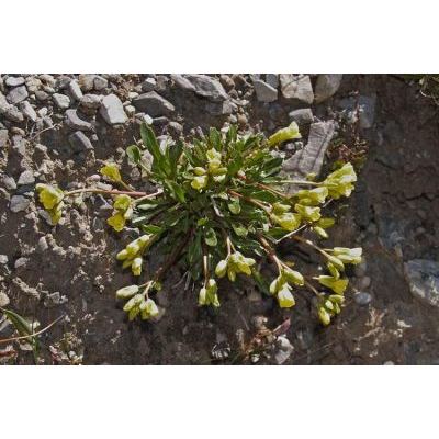 Brassica repanda (Willd.) DC. subsp. repanda 