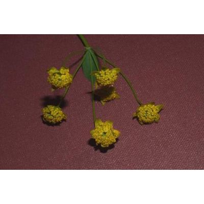 Bupleurum falcatum subsp. cernuum (Ten.) Arcang. 