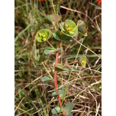 Euphorbia barrelieri Savi 