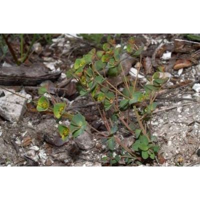 Euphorbia variabilis subsp. valliniana (Belli) Jauzein 