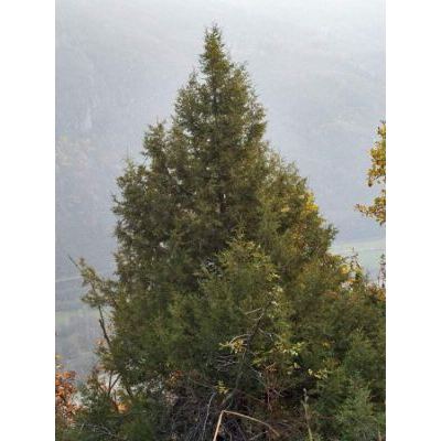 Juniperus thurifera L. 