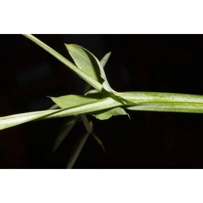 Lathyrus linifolius (Reichard) Bässler 