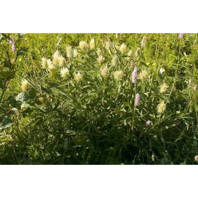 Trifolium pannonicum Jacq. subsp. pannonicum 