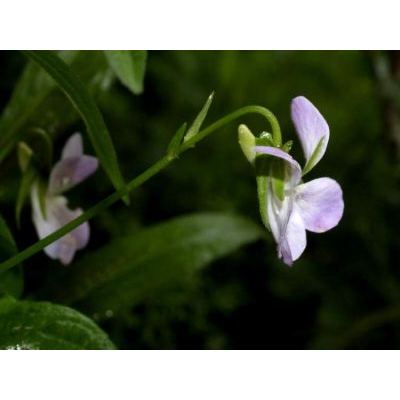 Viola jordanii Hanry 