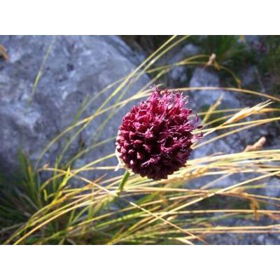 Allium sphaerocephalon L. 