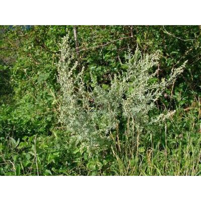 Artemisia absinthium L. 