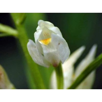 Cephalanthera longifolia (L.) Fritsch 