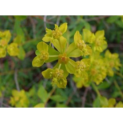 Euphorbia spinosa subsp. ligustica (Fiori) Pignatti 