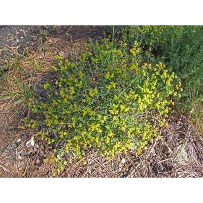 Euphorbia spinosa subsp. ligustica (Fiori) Pignatti 
