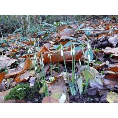 Galanthus reginae-olgae Orph. subsp. reginae-olgae 