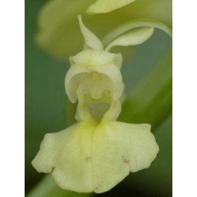 Orchis pallens L. 