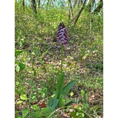 Orchis purpurea Huds. 