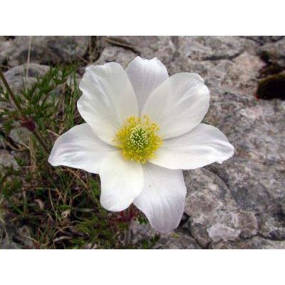 Pulsatilla alpina (L.) Delarbre subsp. millefoliata (Bertol.) D.M. Moser 