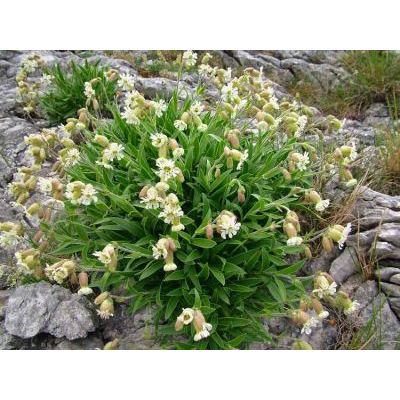 Silene auriculata subsp. lanuginosa (Bertol.) Arcang. 