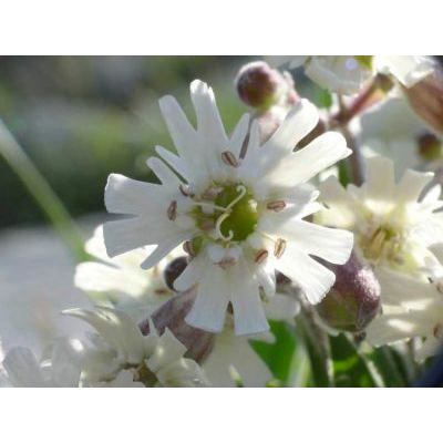 Silene auriculata subsp. lanuginosa (Bertol.) Arcang. 