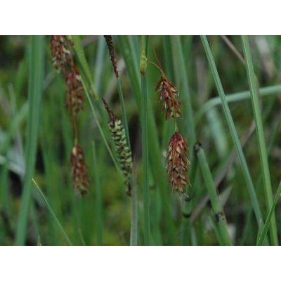 Carex magellanica subsp. irrigua (Wahlenb.) Hiitonen 