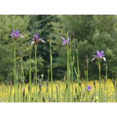 Iris sibirica L. 