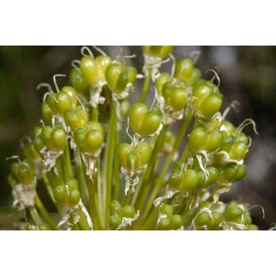 Allium victorialis L. 