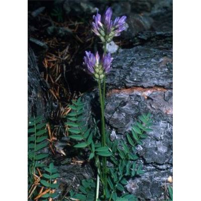 Astragalus leontinus Wulfen 