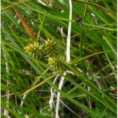 Carex viridula Michx. 