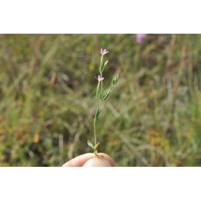 Centaurium pulchellum (Sw.) Druce subsp. pulchellum 