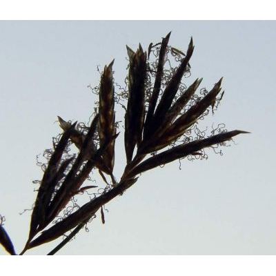 Cyperus longus L. 