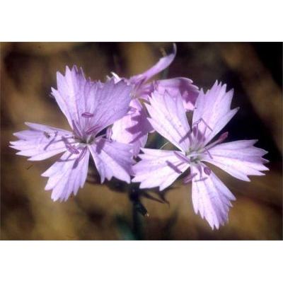 Dianthus brutius Brullo, Scelsi & Spamp. 