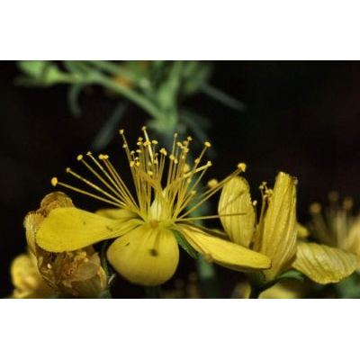 Hypericum hyssopifolium Chaix 